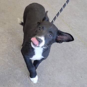 Mixed Breed Dogs Available for Adoption in Las Cruces, New Mexico - 107182 | PetCurious