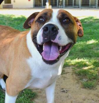 Sasha 241-26 -  Boxer and Retriever Dog for Adoption in Cumming, Georgia - Sasha 241-26 | PetCurious