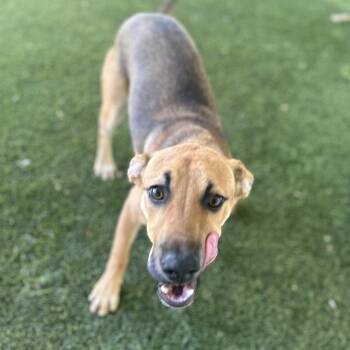 Mack -  Shepherd Dog for Adoption in Loxahatchee Groves, Florida - Mack | PetCurious