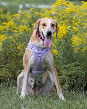Clover -  Bluetick Coonhound and Siberian Husky Dog for Adoption in Auburn, Georgia - Clover | PetCurious