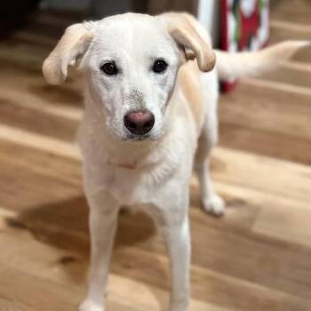 Rescue Labrador Retriever Dogs for Adoption in Shinnston, West Virginia - Angel | PetCurious