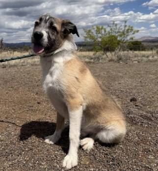 Bruno -  Terrier Dog for Adoption in Deming, New Mexico - Bruno | PetCurious