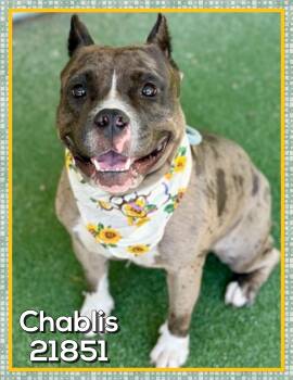 CHABLIS -  American Bully Dog for Adoption in Marietta, Georgia - CHABLIS | PetCurious