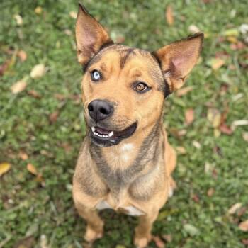 Rescue Mountain Cur Dogs for Adoption in Fairfax Station, Virginia - Jess | PetCurious