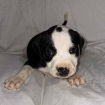 Rescue Pit Bull Terrier Dogs for Adoption in East St. Louis, Illinois - Darwin | PetCurious