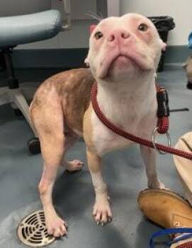 Mixed Breed Dogs Available for Adoption - Cupcake | PetCurious