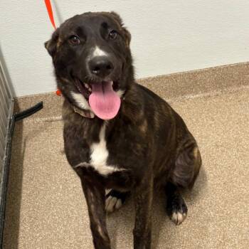 Tigress -  Mixed Breed Dog for Adoption in League City, Texas - Tigress | PetCurious
