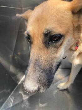 MALEFICIANT -  Mixed Breed Dog for Adoption in Dallas, Texas - MALEFICIANT | PetCurious
