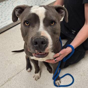 Joey -  Pit Bull Terrier Dog for Adoption in Murray, Utah - Joey | PetCurious