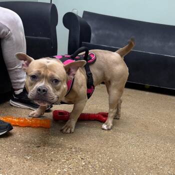 Mixed Breed Dogs Available for Adoption in Skokie, Illinois - Penelope | PetCurious