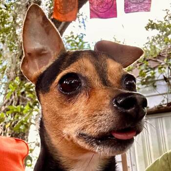 Zoe -  Miniature Pinscher Dog for Adoption in Alafaya, Florida - Zoe | PetCurious