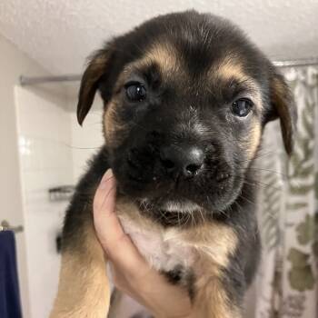 Rescue Mixed Breed Dogs for Adoption in Austin, Texas - Pinon | PetCurious