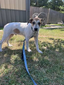 Willie -  Mixed Breed Dog for Adoption in Pembroke, Massachusetts - Willie | PetCurious