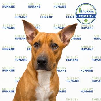Wrangler -  Mixed Breed Dog for Adoption in Columbiana, Alabama - Wrangler | PetCurious