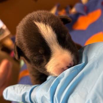 Border Collie Dogs Available for Adoption in Yuma, Arizona - Lydia | PetCurious