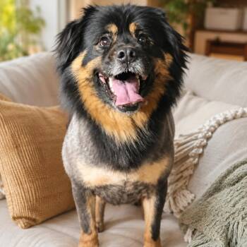 Yogi -  Chow Chow Dog for Adoption in Magnolia, Texas - Yogi | PetCurious