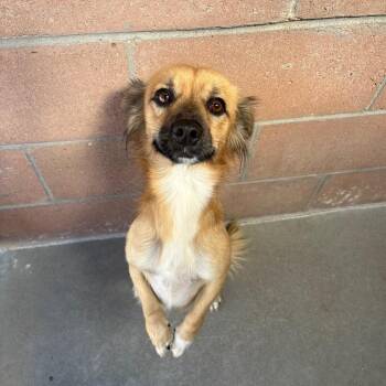 Oscar -  Dachshund and Spaniel Dog for Adoption in Goleta, California - Oscar | PetCurious
