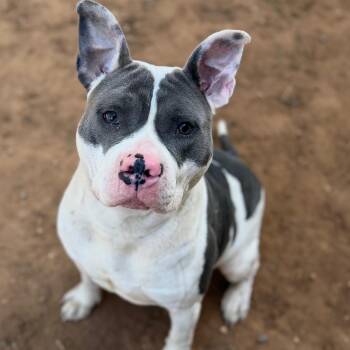 Mixed Breed Dogs Available for Adoption - Creed | PetCurious