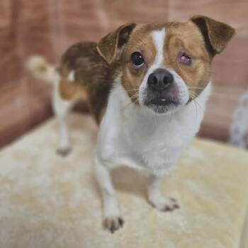 Chihuahua and Mixed Breed Dogs Available for Adoption in Griswold, Connecticut - Carson | PetCurious