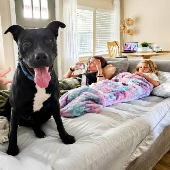 Kissy Kismet The Kid Loving Pup -  Pit Bull Terrier and American Staffordshire Terrier Dog for Adoption in Friendswood, Texas - Kissy Kismet The Kid Loving Pup | PetCurious