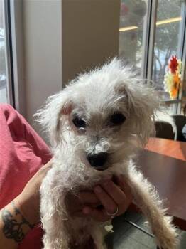 Rescue Poodle Dogs for Adoption in San Antonio, Texas - CHIQUITA | PetCurious