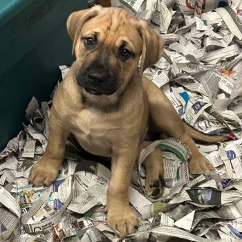 Maximus -  Mixed Breed Dog for Adoption in Dekalb, Illinois - Maximus | PetCurious