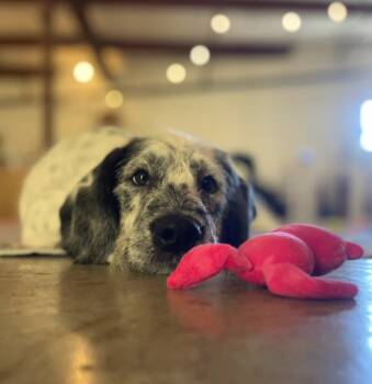 Dalmatian and Standard Poodle Dogs Available for Sale - Fidget | PetCurious