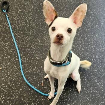 Chino -  Chihuahua and Terrier Dog for Adoption in Schenectady, New York - Chino | PetCurious