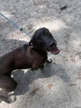 Mushu -  Mixed Breed Dog for Adoption in Georgetown, South Carolina - Mushu | PetCurious