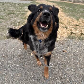 Mixed Breed Dogs Available for Adoption in Hailey, Idaho - Shasta | PetCurious