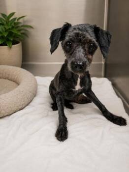 Poodle and Mixed Breed Dogs Available for Adoption in Malvern, Pennsylvania - Pepper | PetCurious