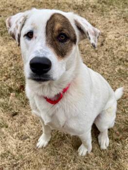 Great Pyrenees Dogs Available for Adoption in Golden, Colorado - Cosmo | PetCurious