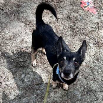 Chihuahua Dogs Available for Adoption - Rexford | PetCurious