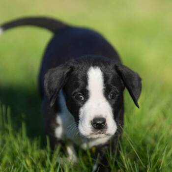 Hound Dogs Available for Adoption in Minneapolis, Minnesota - Husker | PetCurious