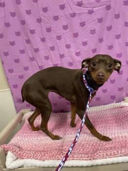 Miniature Pinscher Dogs Available for Adoption - A607353 | PetCurious