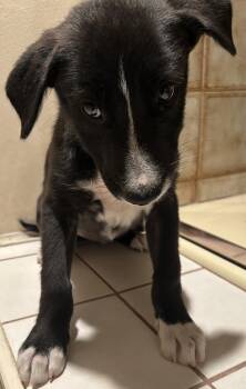 AVA -  Black Labrador Retriever Dog for Adoption in El Cajon, California - AVA | PetCurious
