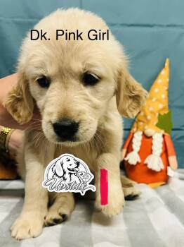 Dark Pink Girl  -  Golden Retriever Dog for Sale in Boiling Springs, South Carolina - Dark Pink Girl  | PetCurious