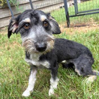 Jonas James -  Terrier Dog for Adoption in Houston, Texas - Jonas James | PetCurious