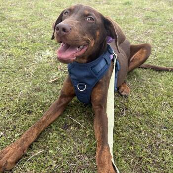 Doberman Pinscher Dogs Available for Adoption in Lancaster, South Carolina - Karma | PetCurious