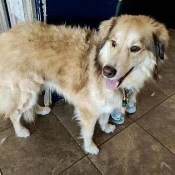FOSTER OR FOSTER TO ADOPT Lassie -  Collie Dog for Adoption - FOSTER OR FOSTER TO ADOPT Lassie | PetCurious