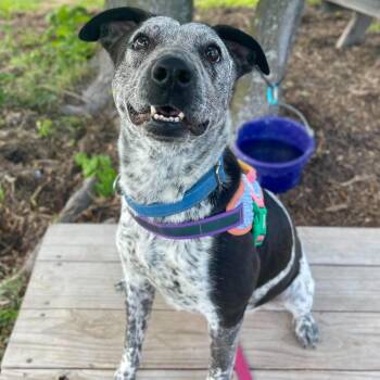 Speckles -  Australian Cattle Dog Blue Heeler Dog for Adoption in Center Point, Texas - Speckles | PetCurious