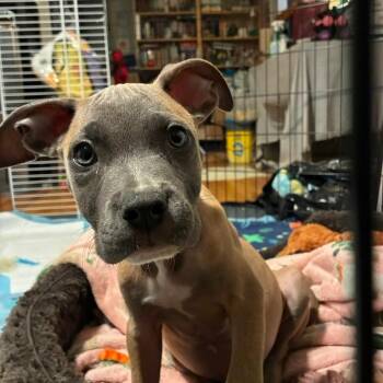 Theo -  Pit Bull Terrier Dog for Adoption in Northbrook, Illinois - Theo | PetCurious