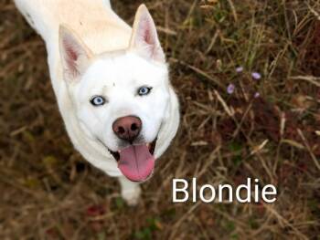 Rescue Siberian Husky Dogs for Adoption in Mckinleyville, California - BLONDIE | PetCurious