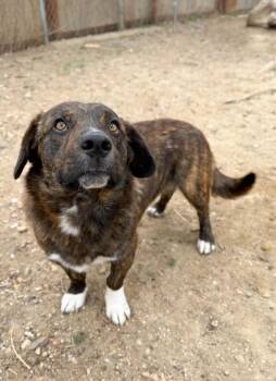 Corgi and Mixed Breed Dogs Available for Adoption in Severance, Colorado - Pancake | PetCurious