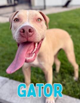 Gator -  Pit Bull Terrier Dog for Adoption in Shalimar, Florida - Gator | PetCurious