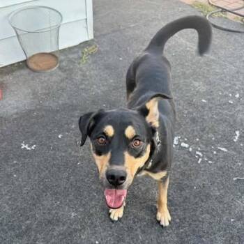Bradford -  German Shepherd Dog and Mixed Breed Dog for Adoption in New York, New York - Bradford | PetCurious