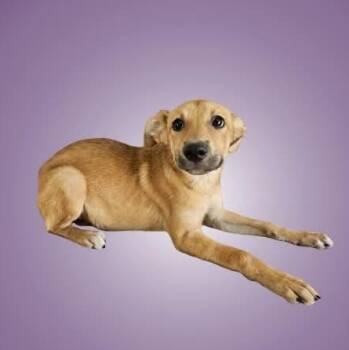 Dahlia -  Mixed Breed Dog for Adoption in Boise, Idaho - Dahlia | PetCurious