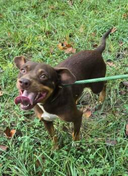 River -  Hound Dog for Adoption in Acworth, Georgia - River | PetCurious