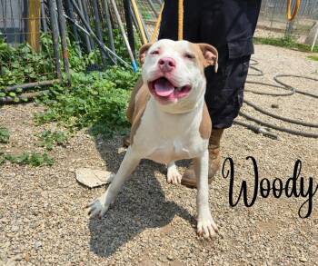 Rescue Pit Bull Terrier Dogs for Adoption in Marion, Indiana - Woody | PetCurious