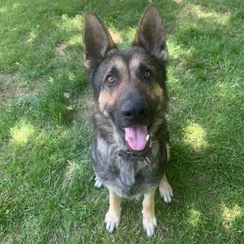 German Shepherd Dog Dogs Available for Adoption in Maysville, Kentucky - Anthony | PetCurious